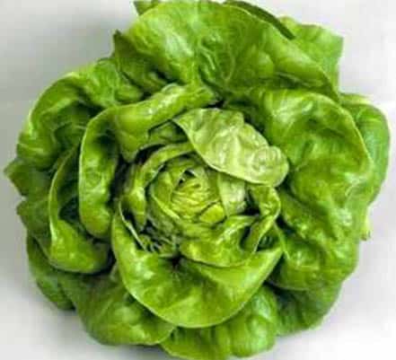 Lechuga española