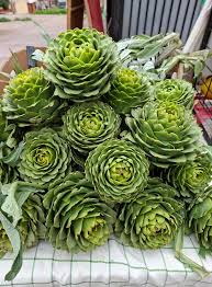 Alcachofa
